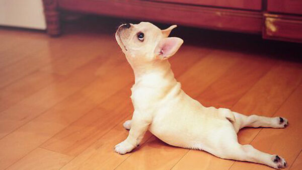 Wallpaper Pose, Funny, Dog, Floor, Yoga