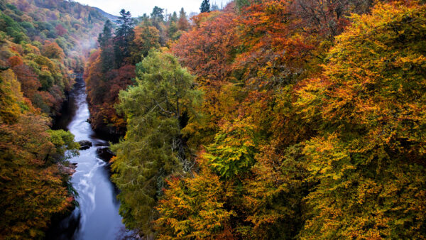 Wallpaper Forest, Between, River, Autumn, Beautiful, Trees, Colorful