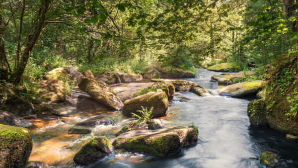 Wallpaper Stones, Plants, Stream, Green, Between, Rocks, Trees, Algae, Covered, Bushes, River, Nature