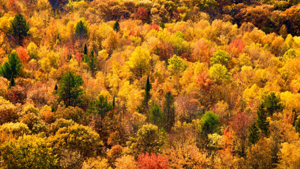 Wallpaper With, Daytime, Colorful, Leaves, Forest, Beautiful, Sunlight, Trees, Autumn, During