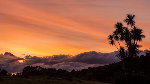 Wallpaper Under, Background, Trees, During, Clouds, Nature, Sunset, Silhouette, Desktop