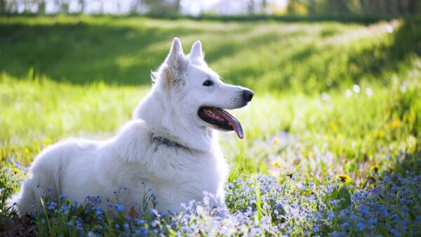 Wallpaper Background, Tongue, Dog, White, Sitting, Green, Shepherd, Out, Grass, Blur, Bokeh, Swiss, With