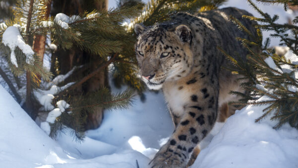 Wallpaper Field, Snow, Walking, Leopard