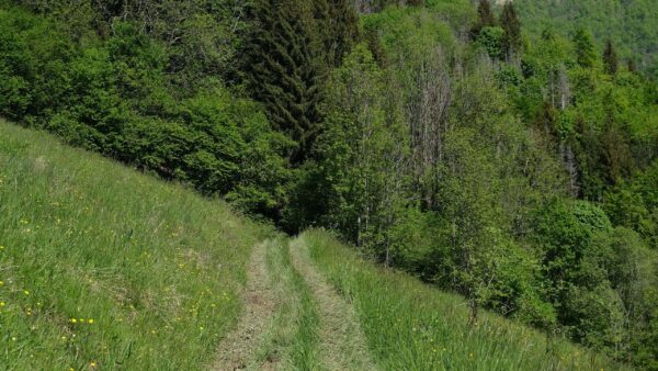 Wallpaper Trees, Branches, Field, Yellow, Flowers, Nature, Forest, Bushes, Background, Grass