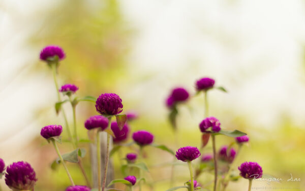 Wallpaper Flowers, Garden, Purple