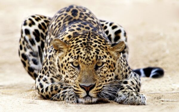 Wallpaper Leopard, Staring