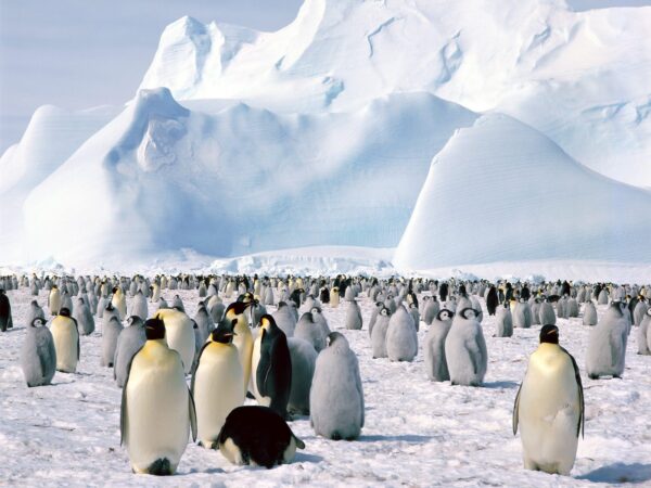 Wallpaper Antarctica, Emperor, Penguins