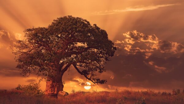 Wallpaper Sybset, Baobab, Tree