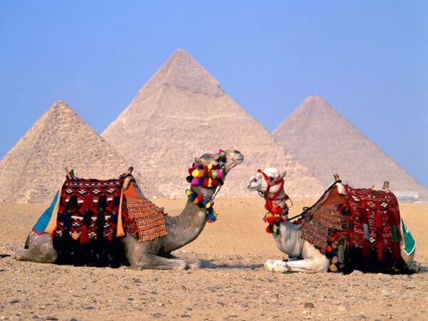 Wallpaper Egypt, Camels, Cairo