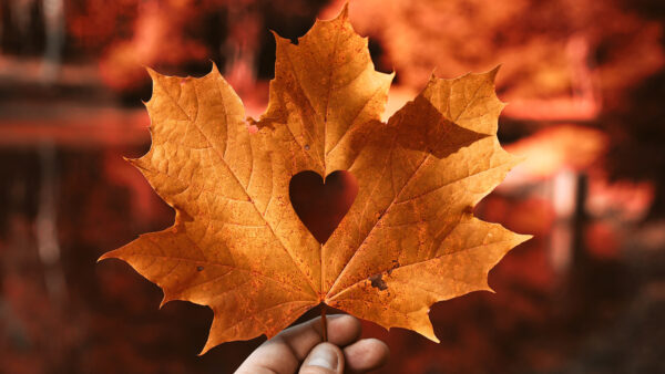 Wallpaper Autumn, Leaf, Heart, Love