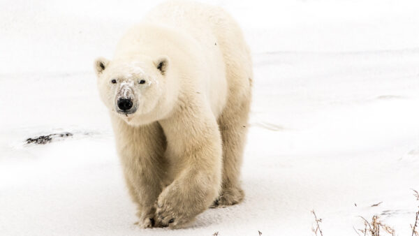 Wallpaper Bear, Polar