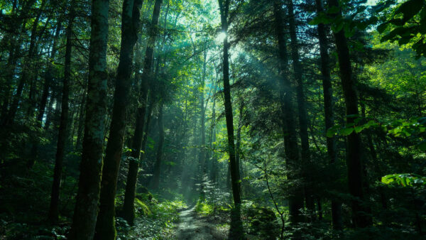 Wallpaper Greenery, With, Path, Forest, Nature, Sunbeam, Mobile, Desktop