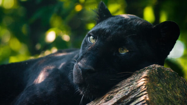 Wallpaper Cat, 4k, Panthers, Animals, Adult, Jaguar, Black