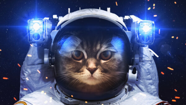 Wallpaper 4k, Cat, 5k, Astronaut
