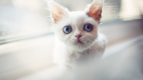 Wallpaper Desktop, White, Blur, Kitten, Eyes, Cat, Background, Staring, With, Blue