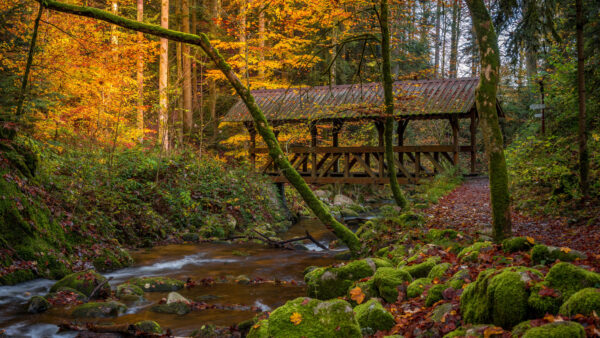 Wallpaper Forest, Württemberg, Bridge, Fall, Baden, Desktop, Mobile, Nature