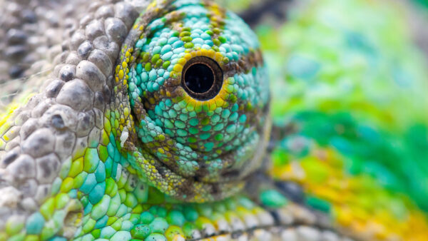 Wallpaper 4k, Background, Cool, Desktop, Images, Pc, Chameleon, Animals, Eye