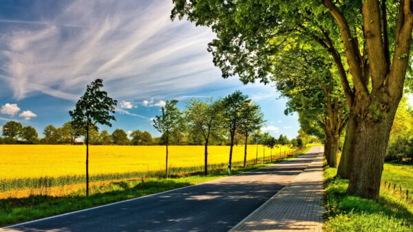 Wallpaper Trees, Mobile, Green, Nature, Cloudy, Sky, Road, Path, Desktop, Under, Between