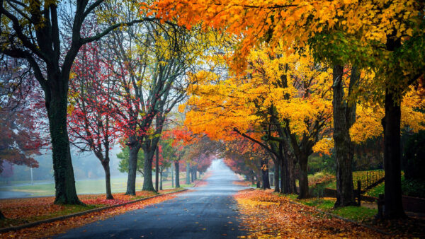 Wallpaper Road, Background, Autumn, Green, Nature, Leaves, Mobile, Orange, Garden, Between, Yellow, Fall, Desktop