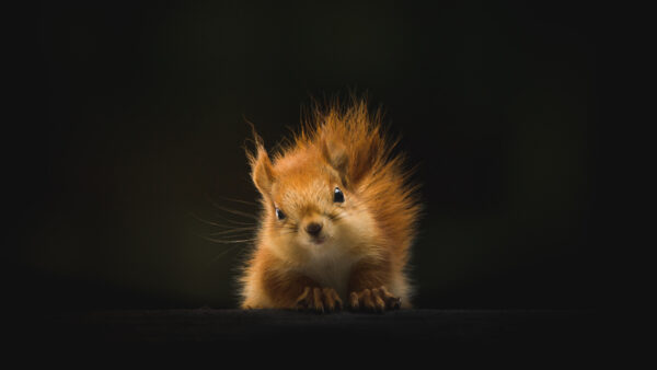 Wallpaper Brown, Desktop, Mobile, Background, Black, Squirrel