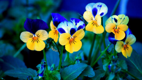 Wallpaper Yellow, Pansies, Blue, Flowers, Meadow