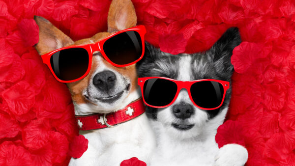 Wallpaper Mobile, With, Sunglasses, Desktop, Animals, Dogs