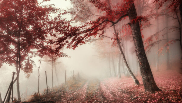 Wallpaper Fog, Season, Path, Desktop, With, Foliage, Mobile, Fall, Nature