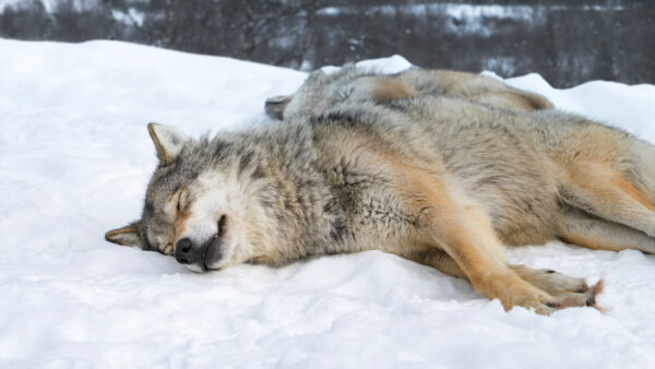 Wallpaper Animal, Snow, Animals, Desktop, Sleeping, Wolf