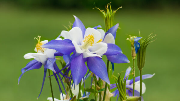 Wallpaper Flowers, Desktop, Mobile, Spring, Background, Plants, White, Green, Blue