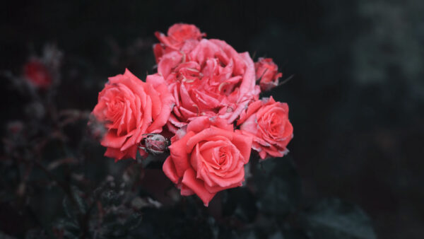 Wallpaper Background, Black, Mobile, Desktop, Bush, Flowers, Buds, Pink, Roses