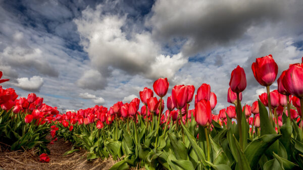 Wallpaper Flowers, Red, Cloudy, Mobile, Field, Sky, Under, Blue, Tulip, White, Desktop