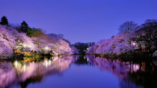 Wallpaper During, River, Colorful, Cherry, Blossom, Spring, Evening, Reflection, Trees, With, Time, Nature, Lights