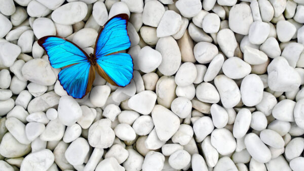 Wallpaper Desktop, White, Birds, Pebble, Stones, Butterfly, Blue