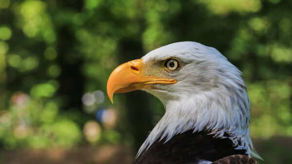 Wallpaper Eagle, Desktop, With, And, White, Birds, Yellow, Color, Nose, Brown