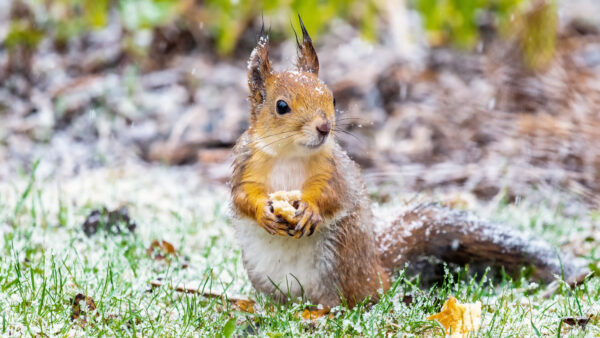 Wallpaper Mobile, Squirrel, Desktop, Covered, Snow