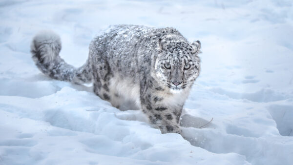 Wallpaper Predator, Animals, Walking, Snow, Desktop, Leopard