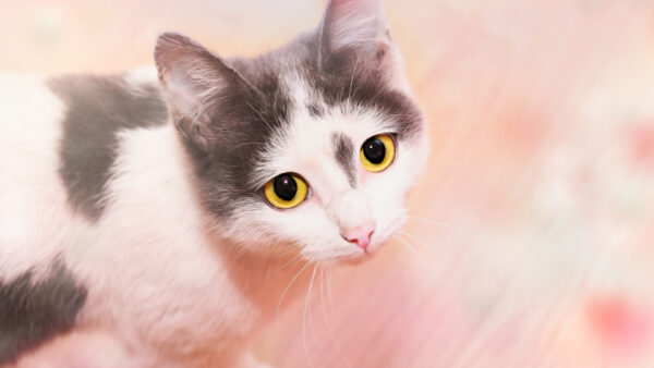 Wallpaper And, Cat, White, Black, Looking, Animals, Eyes, Yellow, With, Desktop
