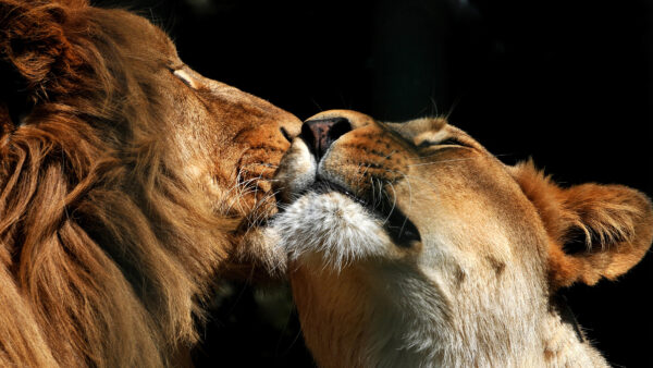 Wallpaper Lion, Couple, Desktop, Wildlife, Predator