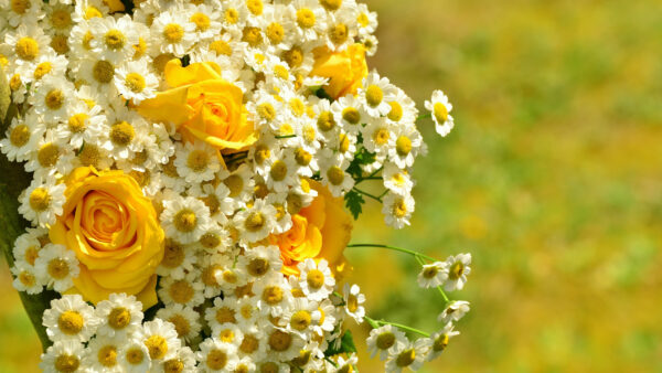 Wallpaper Bokeh, Mobile, Yellow, Bouquet, Background, Desktop, Roses, Chamomile