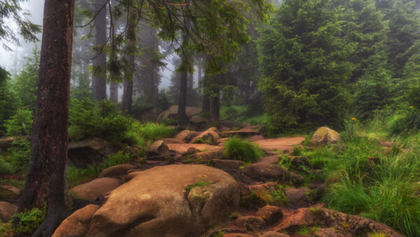 Wallpaper With, During, Foggy, Desktop, Stones, Trees, Nature, Grass, Morning, And, Forest