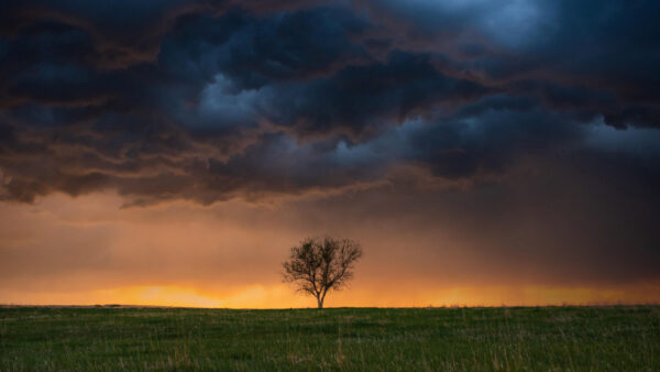 Wallpaper Under, Yellow, Grass, Nature, Black, Field, Desktop, Mobile, Tree, White, Green, Sky, Clouds