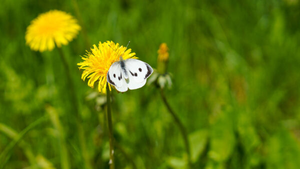 Wallpaper Butterfly, Desktop, Flower, White, Yellow, Background, Green, Dandelion, Mobile, Blur, Black, Plants
