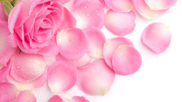 Wallpaper Desktop, Rose, With, And, Petals, Drops, Pink, Water
