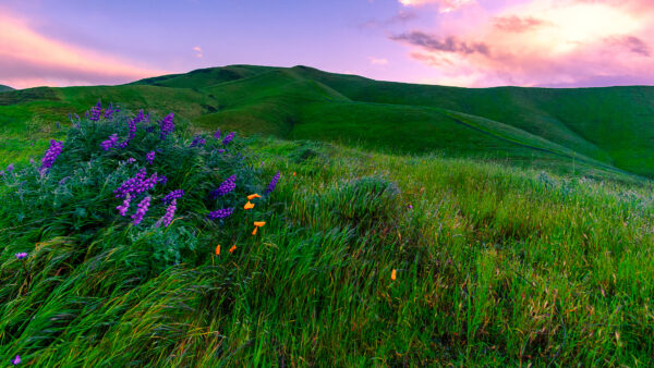 Wallpaper Flowers, Under, Slope, Desktop, Nature, Mobile, Field, Blue, Grass, Sky, Purple, Mountain, Green