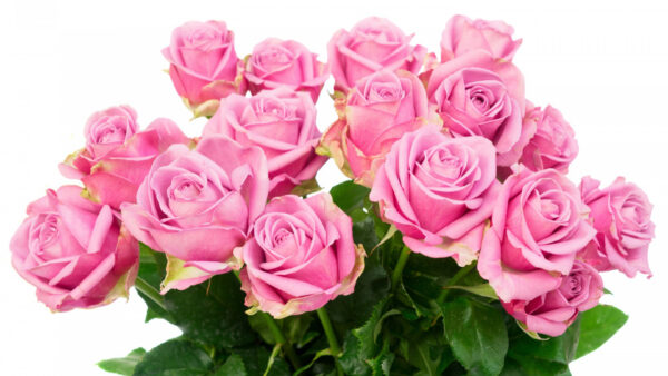 Wallpaper White, Roses, Bouquet, With, Pink, Leaves, Desktop, Flowers, Background