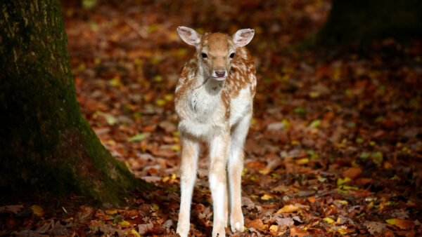 Wallpaper Near, Deer, Animals, Standing, Baby, Tree, Desktop