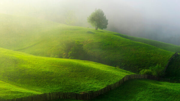 Wallpaper Land, Grass, Greenery, Surrounded, Nature, Fence