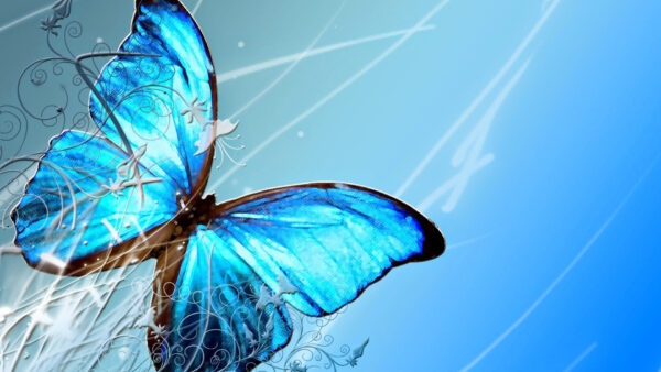 Wallpaper Birds, Gray, And, Butterfly, Background, Blue, With, Desktop