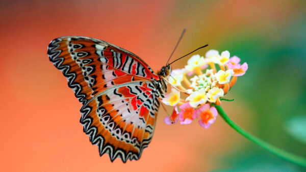Wallpaper Flower, Black, Pink, Red, Colorful, Brown, Designed, Yellow, Blur, Butterfly, Background