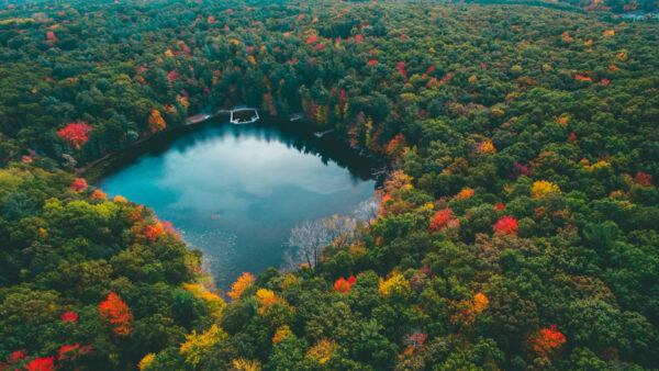 Wallpaper The, Forest, View, Aerial, Nature, Middle, Lake